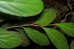 Hydnocarpus pentandrus