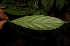 Hydnocarpus pentandrus