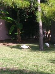 Eudocimus albus
