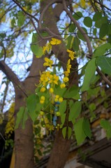 Cassia fistula
