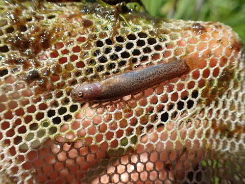 Nikko loach (Lefua nikkonis) — Nemacheilidae — 2