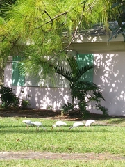Eudocimus albus
