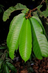 Vateria indica