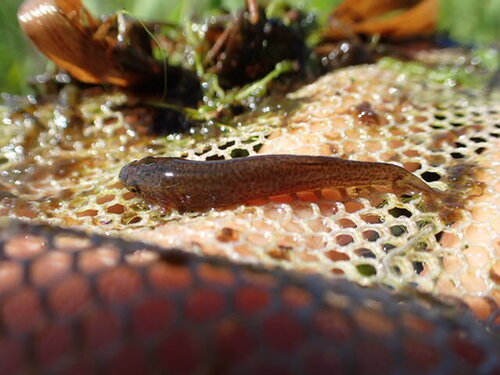 Nikko loach (Lefua nikkonis) — Nemacheilidae — 3