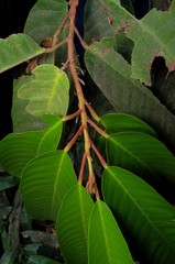 Vateria indica