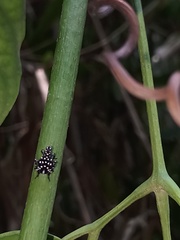 Lycorma