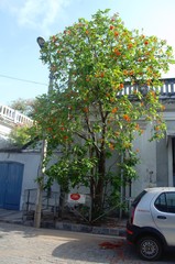 Cordia sebestena