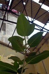 Ficus benghalensis