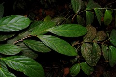 Hydnocarpus pentandrus