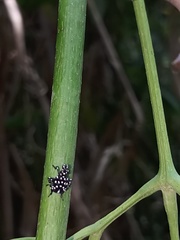 Lycorma