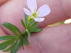 Cardamine pratensis