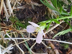 Cardamine pratensis