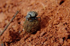 Gymnopleurus gemmatus