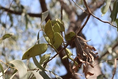 Acacia crassicarpa