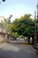 Peltophorum pterocarpum