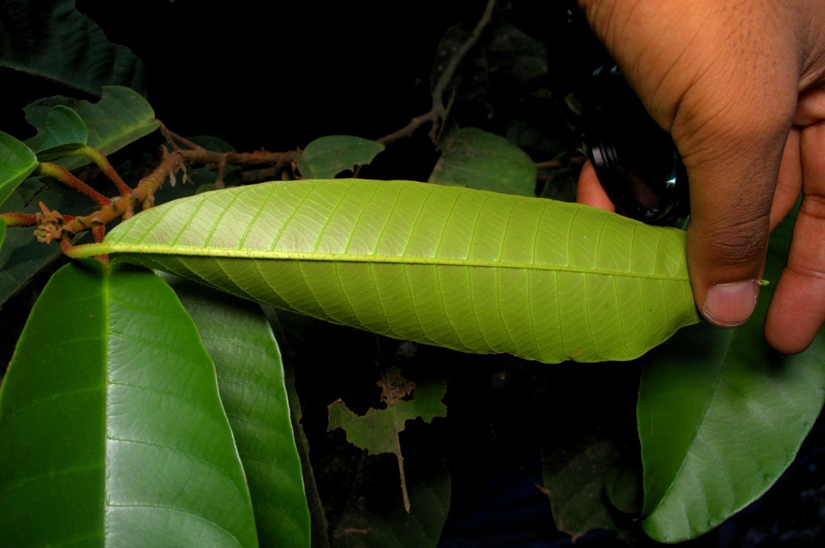 Vateria indica
