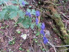 Aconitum senanense