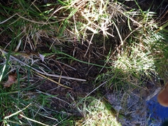 Cardamine pratensis