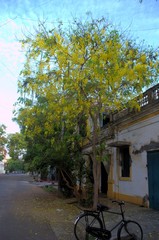 Cassia fistula