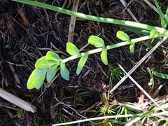 Cardamine pratensis