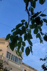 Cassia fistula