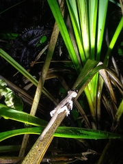 Toropuku inexpectatus