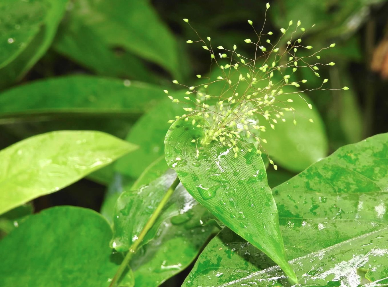 Panicum brevifolium