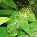 Panicum brevifolium - Photo (c) Alan Kwok (King Lun), Ada Tai (Ah Heung),  זכויות יוצרים חלקיות (CC BY-NC), הועלה על ידי Alan Kwok (King Lun), Ada Tai (Ah Heung)