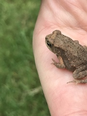 Duttaphrynus stomaticus