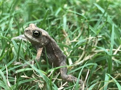 Duttaphrynus stomaticus