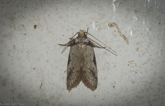 Philobota thiocrossa