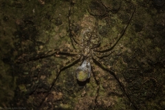 Tamopsis brisbanensis