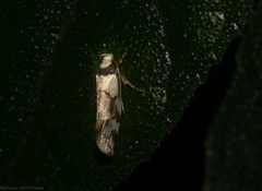 Coesyra hemiphragma