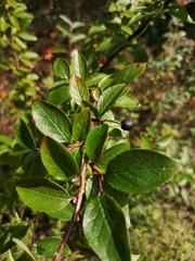Cotoneaster niger