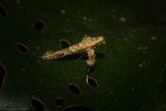 Caloptilia plagata