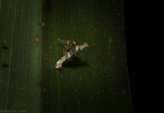 Cyphosticha panconita