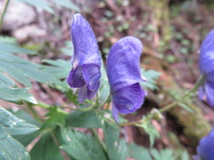 Aconitum senanense