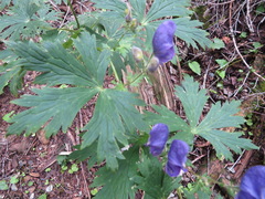 Aconitum senanense