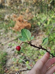 Cotoneaster integerrimus