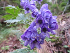 Aconitum senanense