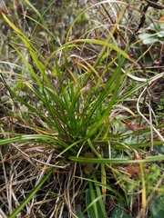 Carex digitata