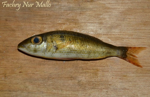 Lethrinus variegatus observed 2025-06-02