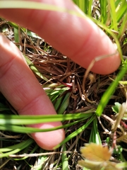 Carex digitata