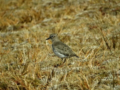 Charadrius obscurus obscurus