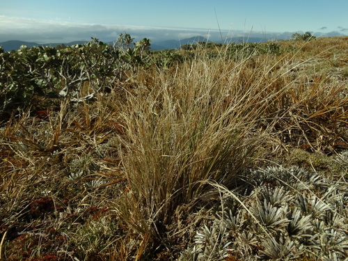 Chionochloa lanea