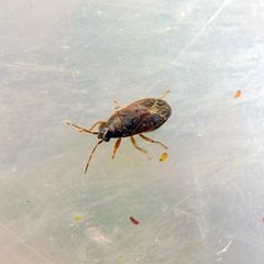 Stygnocoris