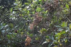 Dioscorea cotinifolia