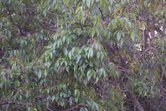 Searsia chirindensis