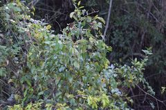 Dioscorea cotinifolia