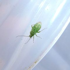 Orthotylus flavosparsus